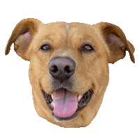 Dog Yr Sticker