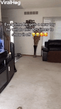 Golden Retriever Dog GIF by ViralHog