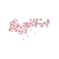 Spring Sakura Sticker by Regensburg Guide