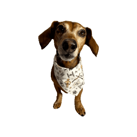 Star Wars Lily Sticker by Geekster Pets