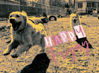 Thesecondpup dog weekend thesecondpup GIF