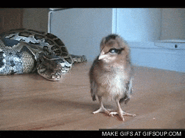 snake GIF
