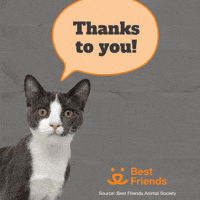 Adopt Best Friends GIF by Best Friends Animal Society