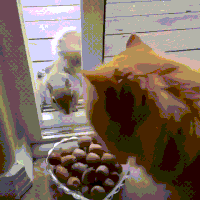 squirrel takes GIF