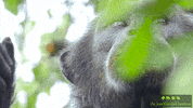JaneGoodallInst animals nature wildlife conservation GIF