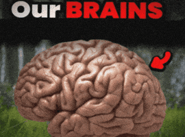 Our Brains GIF