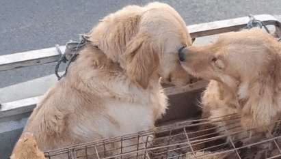 cuteanimalland giphyupload GIF