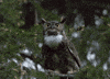 Staring I See You GIF by U.S. Fish and Wildlife Service