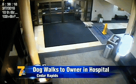 dog team GIF
