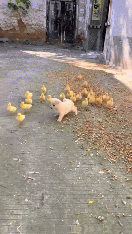 Puppy Ducklings GIF by Respective