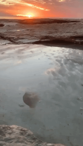 'Beautiful' Jellyfish Seen Swimming as the Sun Sets in Western Australia