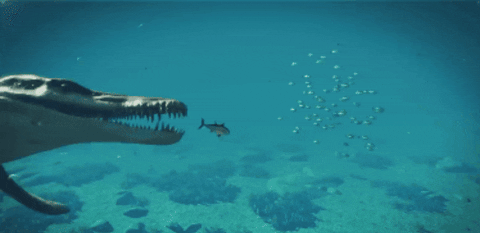 WildlifeWonders giphygifmaker GIF