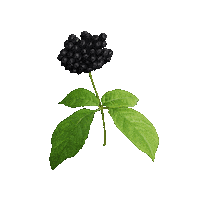 Planta Commons Sticker by Commons. adaptógenos