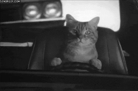 cat driving GIF by Cheezburger