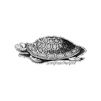Sea Creature Illustration Sticker by The Wild Curiosity