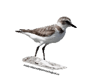 parcodeltapo nature bird bike duck Sticker