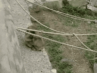 friends monkey GIF by Giffffr