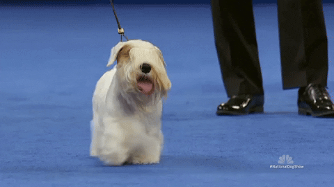 Dog Show GIF by NBC