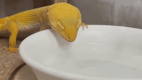 cuteanimalland giphyupload GIF