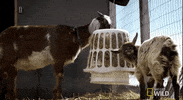 nat geo wild yukon vet GIF by Dr. Oakley, Yukon Vet
