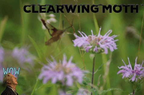 Clearwing Moth GIF by Riveredge Nature Center