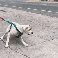 Dog Talking GIF by arielle-m