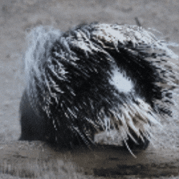 Dirt Throwing GIF by John Ball Zoo