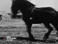Horse GIF by Fries Film & Audio Archief