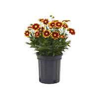 Flower Power Flowers Sticker by Ball Horticultural Co