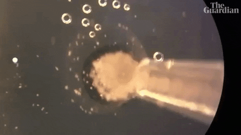 tulsimo giphygifmaker GIF