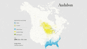 sedge wren GIF by audubon