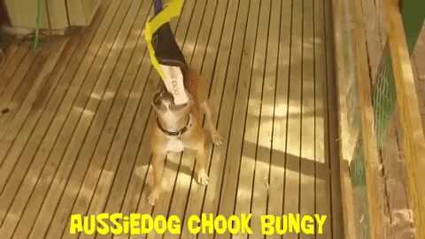 AussieDogProducts giphygifmaker GIF