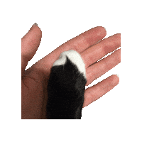 Holding Hands Black And White Cat Sticker