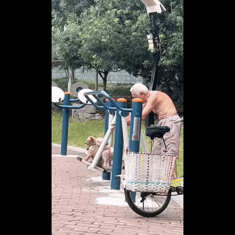 cuteanimalland giphyupload GIF