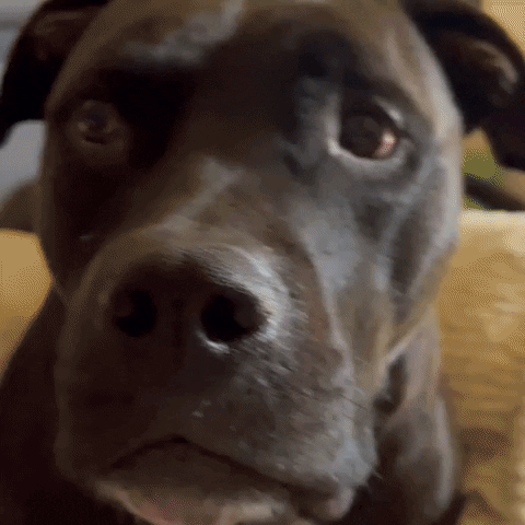 transgreaser dog black dogs brown GIF