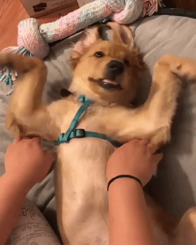 Video gif. A golden retriever puppy is laying upside-down on a dog bed, its legs splayed to and fro and its tongue hanging happily out of its mouth. Its human tickles and moves its arms to make it look like the puppy is "raising the roof."