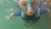 GIF by Dolphin Discovery