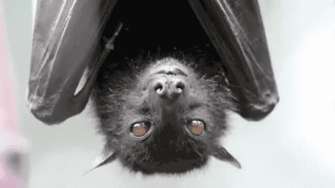 bat gum GIF