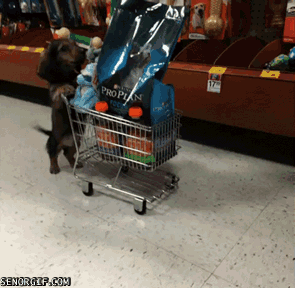 puppy shopper GIF