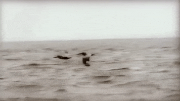 Birds GIF by Reba McEntire