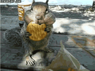 Snacks Squirrels GIF