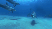 GIF by Dolphin Discovery