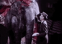 Film Pet GIF