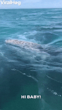 Gray Whale Ocean GIF by ViralHog