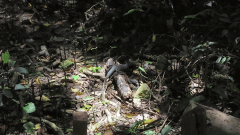 AsiaOne giphyupload asiaone GIF