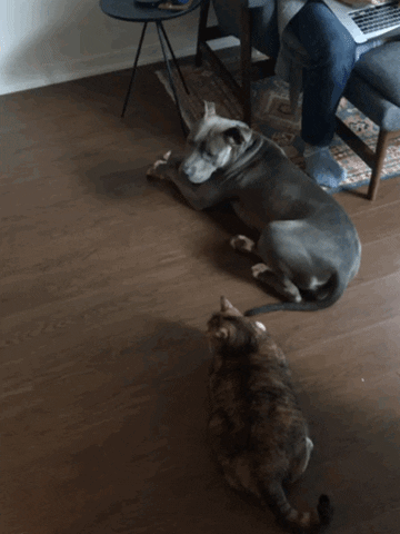 cat pitbull GIF by Adventures Once Had