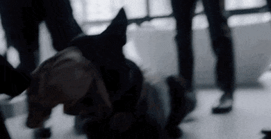 Cbs Dog GIF by Wolf Entertainment