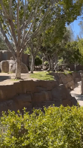 'Run, Run, Run!' Stray Dog Spotted Inside Gorilla Enclosure at San Diego Zoo