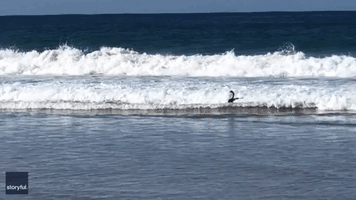 Surfing Swan Catches Waves at Australian Beach