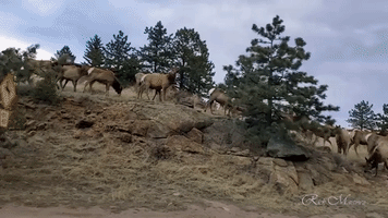 Herd of Elk Hold Up Traffic in Colorado Town